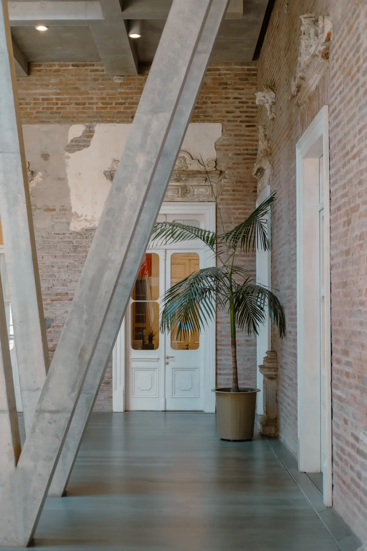 A tall palm in a white room with exposed beams and old brick